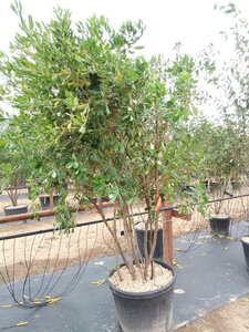 Pittosporum tobira 200-250 cm container meerstammig