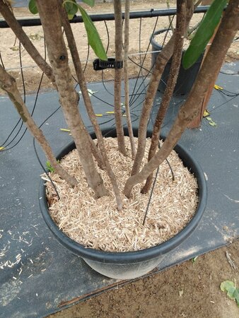 Pittosporum tobira 200-250 cm container meerstammig - afbeelding 2