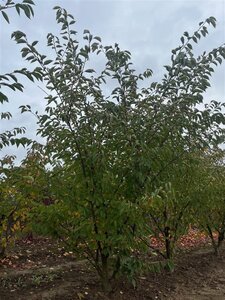 Prunus 'Accolade' 175-200 cm draadkluit meerstammig - afbeelding 2