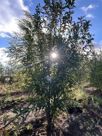 Prunus padus 400-500 cm draadkluit meerstammig