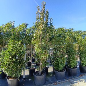 Prunus ser. 'Amanogawa' 350-400 cm container meerstammig