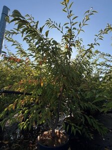 Prunus subh. 'Autumnalis' 175-200 cm cont. 35L meerstammig