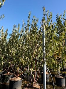 Prunus serrula 175-200 cm cont. 35L meerstammig