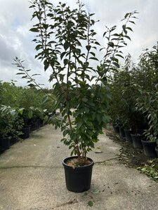 Prunus ser. 'Kanzan' 175-200 cm cont. 45L meerstammig