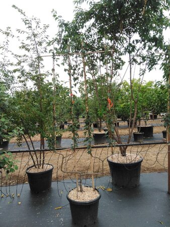 Pyrus c. 'Bon Chrétien Williams' (middel) geen maat specificatie cont. 50L double U shape - image 1