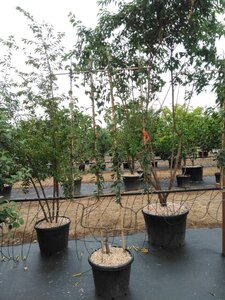 Pyrus c. 'Bon Chrétien Williams' (middel) geen maat specificatie cont. 50L double U shape