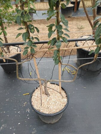 Pyrus c. 'Bon Chrétien Williams' (middel) geen maat specificatie cont. 50L double U shape - image 2