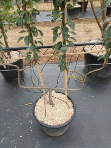 Pyrus c. 'Bon Chrétien Williams' (middel) geen maat specificatie cont. 50L double U shape - image 2