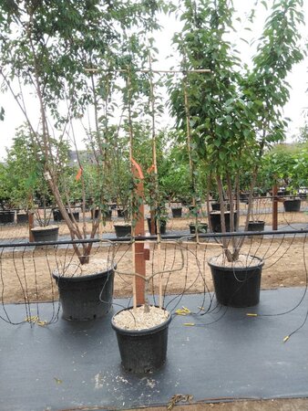Pyrus c. 'Bon Chrétien Williams' (middel) geen maat specificatie cont. 50L double U shape - image 3