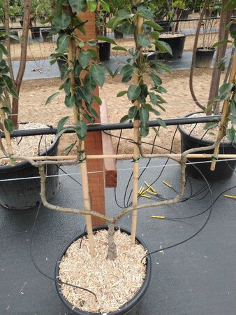 Pyrus c. 'Bon Chrétien Williams' (middel) geen maat specificatie cont. 50L double U shape - image 4