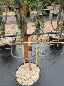 Pyrus c. 'Bon Chrétien Williams' (middel) geen maat specificatie cont. 50L double U shape - image 4