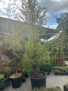 Styrax japonicus 200-250 cm container meerstammig - afbeelding 1