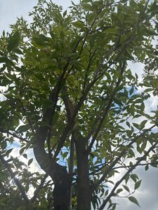Styrax japonicus 200-250 cm container meerstammig - afbeelding 2