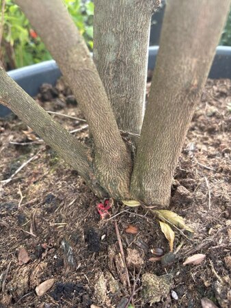 Styrax japonicus 200-250 cm container meerstammig - afbeelding 3