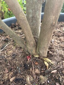 Styrax japonicus 200-250 cm container meerstammig - afbeelding 3