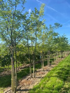 Styphnolobium japonicum = Sophora japonica 200-250 cm draadkluit meerstammig - afbeelding 4