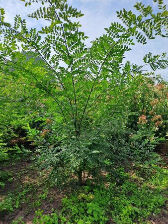 Styphnolobium japonicum = Sophora japonica 200-250 cm draadkluit meerstammig - afbeelding 5