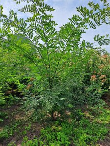 Styphnolobium japonicum = Sophora japonica 200-250 cm draadkluit meerstammig - afbeelding 5