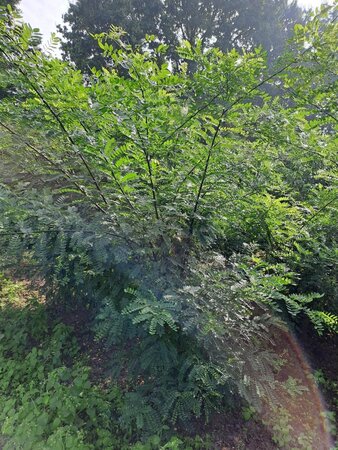 Styphnolobium japonicum = Sophora japonica 200-250 cm draadkluit meerstammig - afbeelding 6