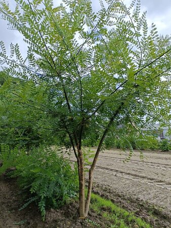 Styphnolobium japonicum = Sophora japonica 250-300 cm draadkluit meerstammig - afbeelding 1