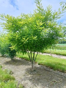 Styphnolobium japonicum = Sophora japonica 250-300 cm draadkluit meerstammig - afbeelding 4