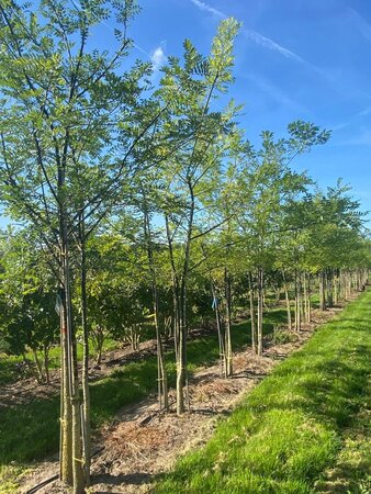 Styphnolobium japonicum = Sophora japonica 250-300 cm draadkluit meerstammig - afbeelding 5