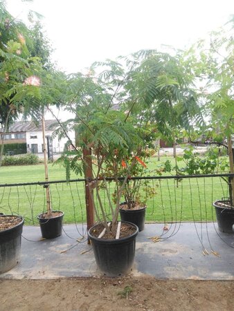 Albizia julibr. Ombrella licht roze 200-250 cm cont. 110L meerstammig - afbeelding 1
