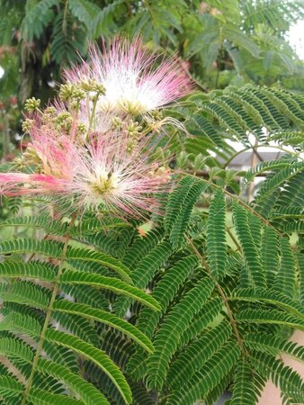 Albizia julibr. Ombrella licht roze 200-250 cm cont. 110L meerstammig - afbeelding 2