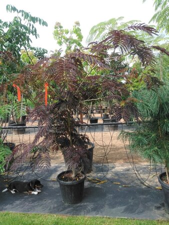 Albizia julibr. 'Summer Chocolate' roze 125-150 cm cont. 35L meerstammig