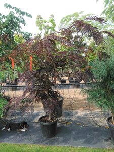 Albizia julibr. 'Summer Chocolate' roze 125-150 cm cont. 35L meerstammig