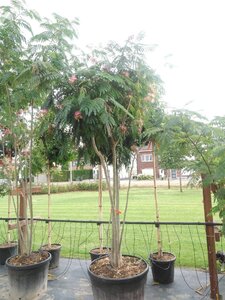 Albizia julibrissin 250-300 cm cont. 110L meerstammig