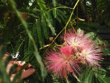 Albizia julibrissin 250-300 cm cont. 110L meerstammig - afbeelding 2