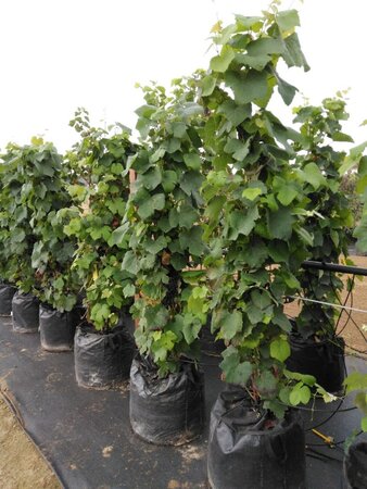 Vitis 'Boskoop Glory' (blauw-bijna pitloos) 150-175 cm Bag (zak) 40liter - afbeelding 1