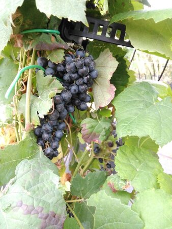 Vitis 'Boskoop Glory' (blauw-bijna pitloos) 150-175 cm Bag (zak) 40liter - afbeelding 2