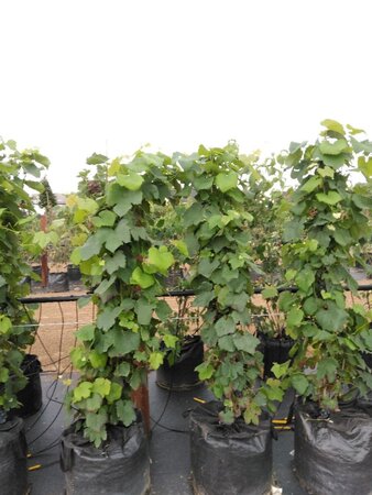 Vitis 'Boskoop Glory' (blauw-bijna pitloos) 150-175 cm Bag (zak) 40liter - afbeelding 3
