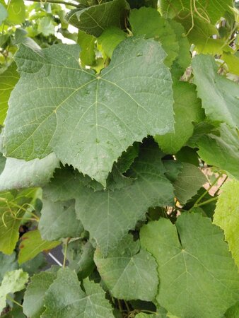 Vitis 'Boskoop Glory' (blauw-bijna pitloos) 150-175 cm Bag (zak) 40liter - afbeelding 4