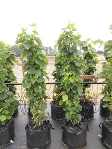 Vitis vinifera 'Sauvignon Gris' 150-175 cm Bag (zak) 40liter