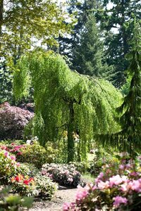 Betula p. 'Youngii' 12-14 Hoogstam draadkluit 2 X verplant - afbeelding 3