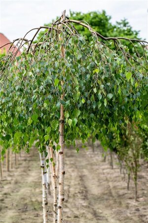 Betula p. 'Youngii' 12-14 Hoogstam draadkluit 2 X verplant - afbeelding 4