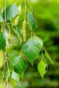 Betula p. 'Youngii' 16-18 Hoogstam draadkluit 3 X verplant