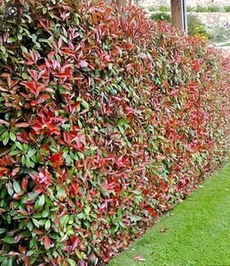 Photinia fraseri 'Red Robin'= 'Roodborstje' 100-125 cm met kluit - afbeelding 3