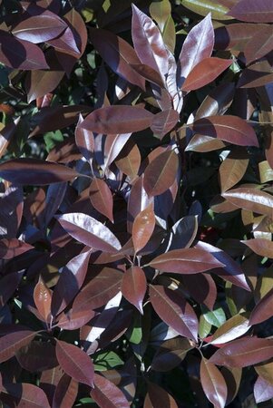 Photinia fraseri 'Red Robin'= 'Roodborstje' 150-175 cm met kluit - afbeelding 6