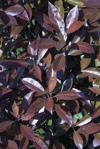 Photinia fraseri 'Red Robin'= 'Roodborstje' 150-175 cm met kluit - afbeelding 6
