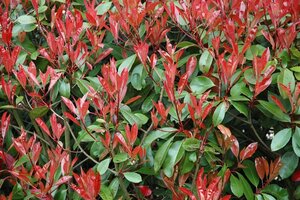 Photinia fraseri 'Red Robin'= 'Roodborstje' 150-175 cm met kluit - afbeelding 7