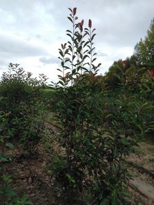 Photinia fraseri 'Red Robin'= 'Roodborstje' 200-250 cm met kluit - afbeelding 9