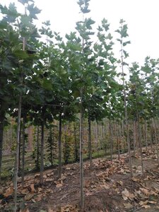 Platanus hispanica 10-12 Hoogstam wortelgoed - afbeelding 2