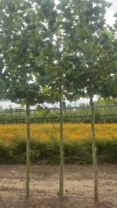 Platanus hispanica 12-14 Hoogstam wortelgoed 2 X verplant - afbeelding 1