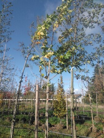 Platanus hispanica 16-18 Hoogstam draadkluit 3 X verplant