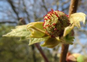 Platanus hispanica 18-20 Hoogstam wortelgoed 3 X verplant - afbeelding 12