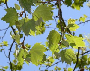 Platanus hispanica 18-20 Hoogstam wortelgoed 3 X verplant - afbeelding 13